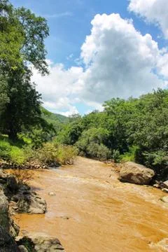 View of river in the forest Foto stock