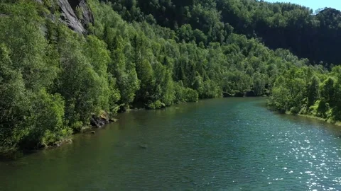 View of river in forest in summer Vídeo Stock 221441301