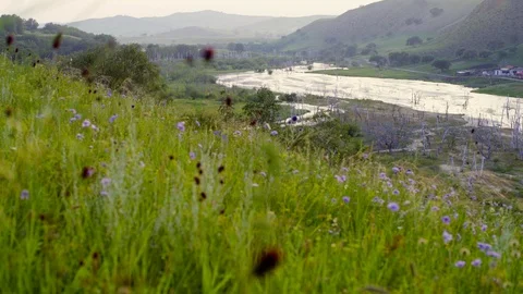 A view of a river in grass land Stock Footage 93219270