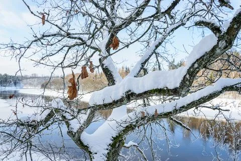 View of the river from a high hill through the branches of a tree covered wit Stock Photos