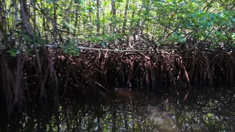 View from river to mangrove forests. Dynamic video: roots of mangrove forests Stock Footage 270005928