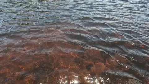 View of a river in northern Brazil Stock Footage 170099771