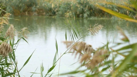 View of the river in rainy weather through the reeds Stock Footage 117548929