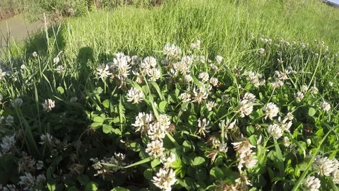 View of the river from the slope Stock Footage 69822896