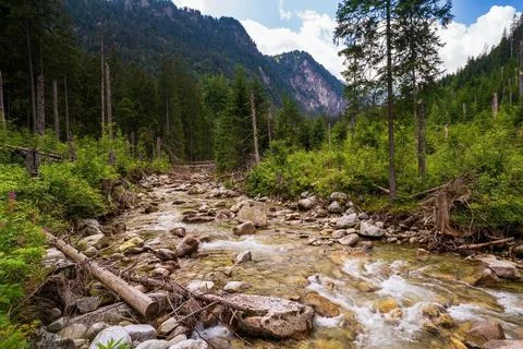 View of river stream surrounded by trees and stones on shores, hills on backg Foto stock