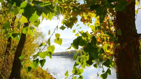 View on the river with sun rays shining thru leaves. Stock Footage 71254278