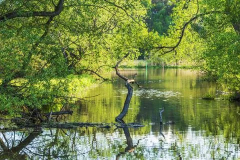 View of river surrounded by lush trees with fallen branches and reflections. Stock Photos
