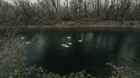 View of the river with swans Stock Footage 232372334