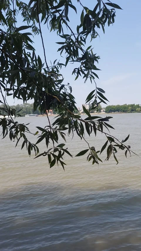 View River Through Branches Footage Video stock 248456536