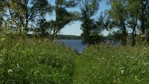 A View Of The River Through A Field Of Grass And Trees Stock-Footage 81568749