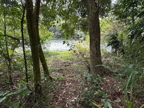 View of the River Through the Forest Stock Photos