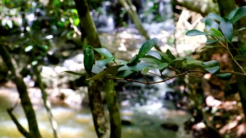 View of a river through the leafs in Mauritius national park Stock Footage 170168017