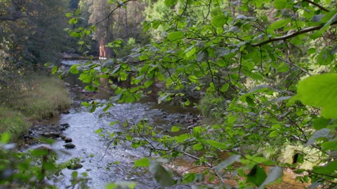 View of the river through the leaves of the forest trees. Stock Footage 250799019