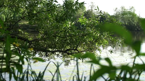 The view of the river through the leaves of plants. Stock Footage 36216079