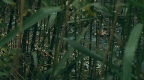 View of the river through the plant. Stock Footage 52787585