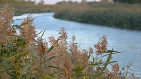 View of the river through the reeds Stock Footage 118196736
