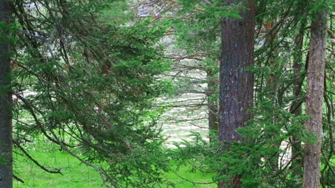 View of the river through the trees Stock Footage 94895439