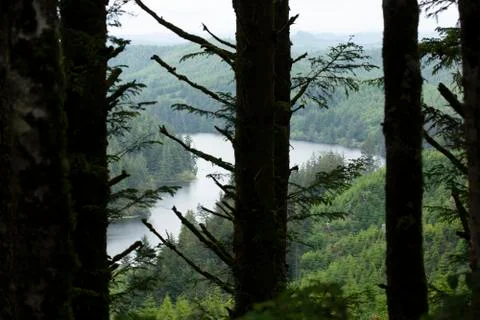 View of a river through trees on an overcast day Stock Photos