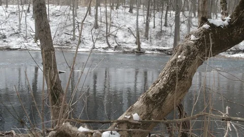 View of river through two trees in winter Stock Footage 104318180