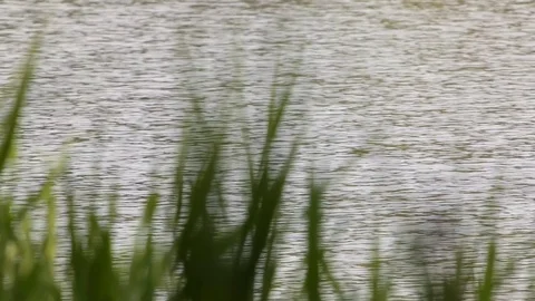 View of the river trough grass. Panorama Video stock 70218609