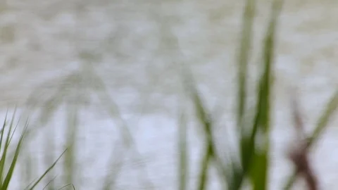 View of the river trough grass. Panorama 動画素材 70218635