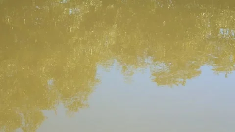 The view of the river water flowing calmly Stock Footage 319077230
