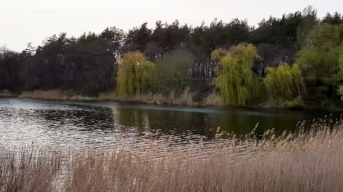 View of river where dry reeds swing, green trees and ripples run along water Stock Footage 128730004