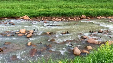 View from the riverbank of a swift stream flowing over rocks Stock Footage 341755483