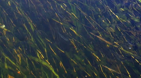 View on riverine floating plants througt the stream surface Video stock 63651259