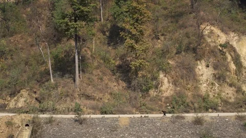 View of a road along a forested hillside, Nepal. Vidéo 335604219