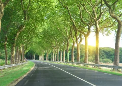 View of the road and forest through the windshield of the car Sunshine Stock Photos