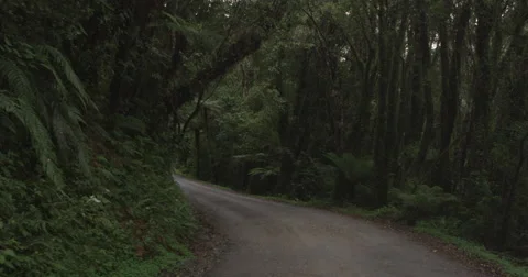 View of road in beautiful forest Stock Footage 65885900