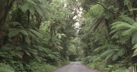 View of road in beautiful forest Stock Footage 65885911
