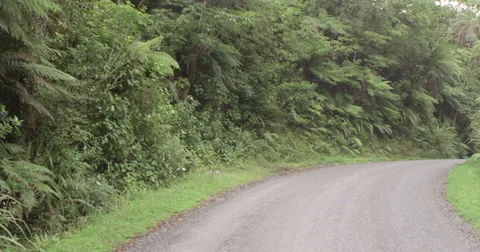 View of road in beautiful forest Stock-Footage 65885920
