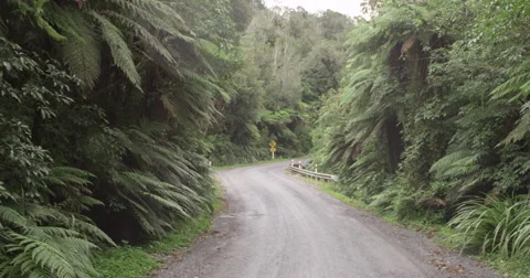 View of road in beautiful forest Stock Footage 65885932