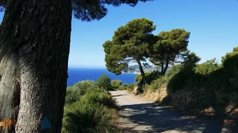 View of the road to the coast with tress Stock Footage 161542026