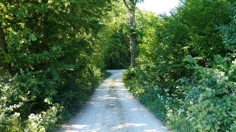 View on a road in the forest during summer Stock-Footage 93689709
