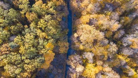 View of the road at forest with trees covered yellow foliage 库存照片