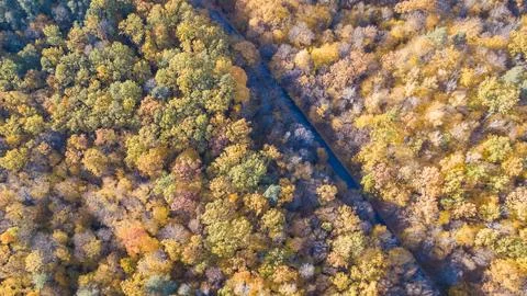View of the road at forest with trees covered yellow foliage Stock Photos
