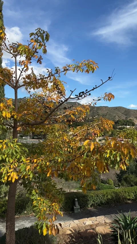 View on road from La Concepcion botanical garden in Malaga. Vertical video Stock Footage 240921946