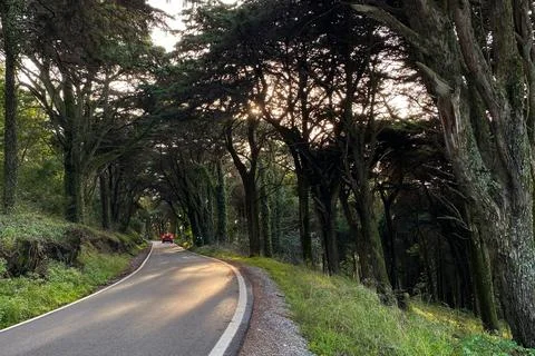 A view of a road in the middle of a forest with trees Stock Photos