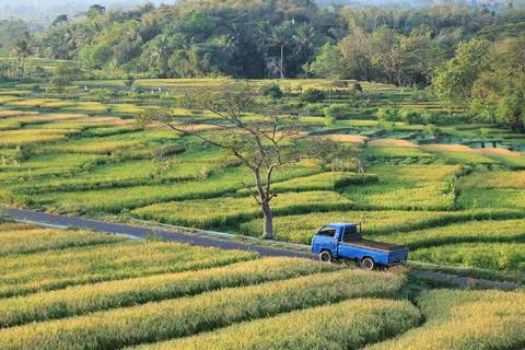 View of the road in the middle of the rice fields Foto stock