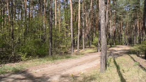 View of the road in a pine summer Stock Footage 132255291