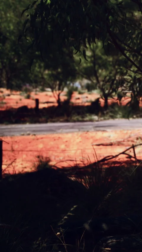 View of a road with red soil and greenery in a natural setting Stock Footage 346680153