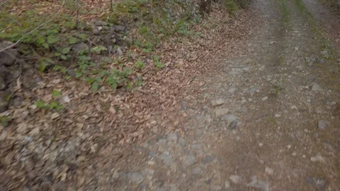 View on a road through a coniferous forest. Tracking shot of trees 스톡 동영상 129760324