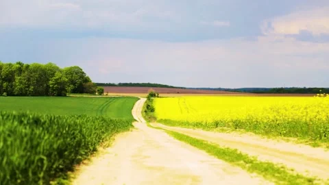 View of the road through a flowering rapeseed field, timelapse. Stock Footage 309201602