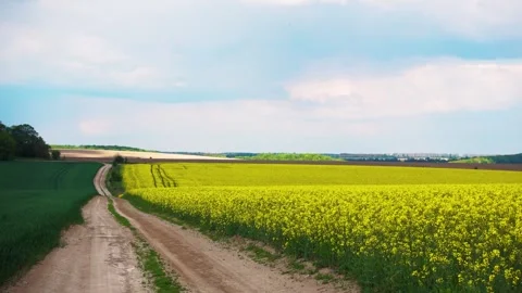 View of the road through a flowering rapeseed field. Camera movement. Stock Footage 309201630