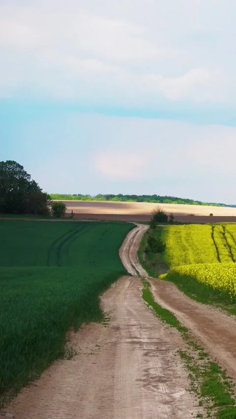 View of the road through a flowering rapeseed field. 库存影片 334939236