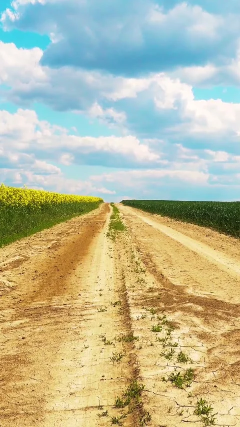 View of the road through a flowering rapeseed field. Video stock 334939239