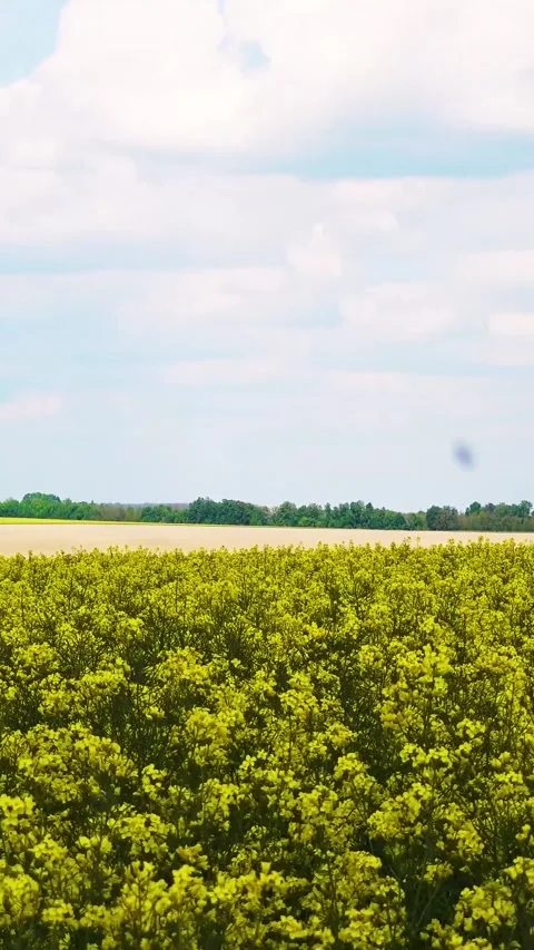 View of the road through a flowering rapeseed field. Vidéo 334939240